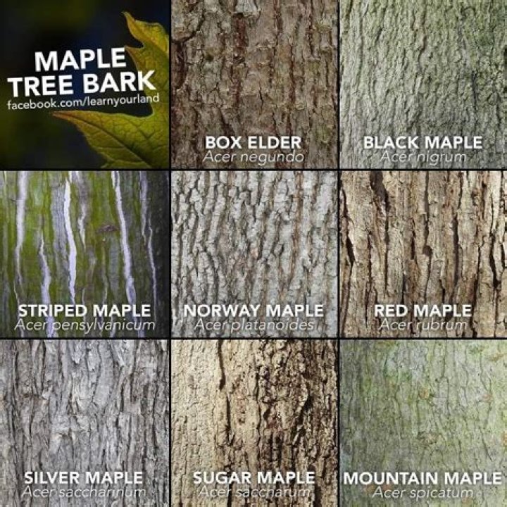 How do I identify trees