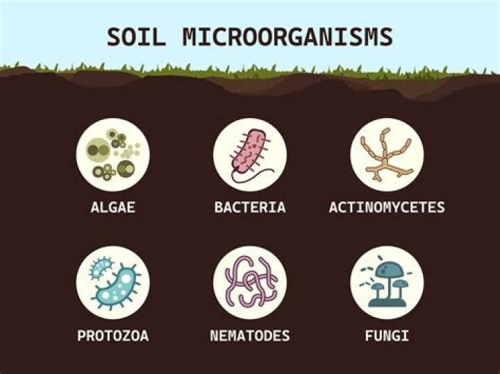 How do microorganisms affect humus and thereby soil health