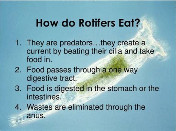 How do rotifers eat