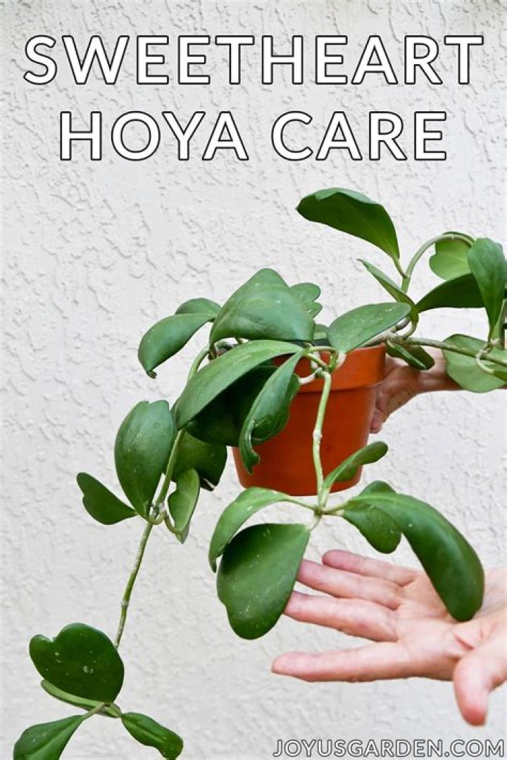 How do you care for a Hoya heart