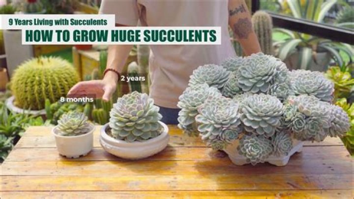 How do you crossbreed succulents