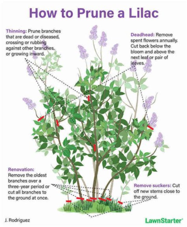 How do you get a lilac tree