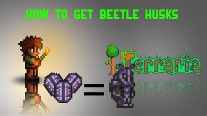 How do you get beetle husks in Terraria