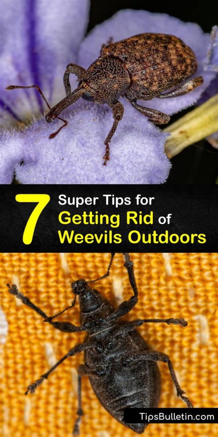 How do you get rid of chestnut weevils
