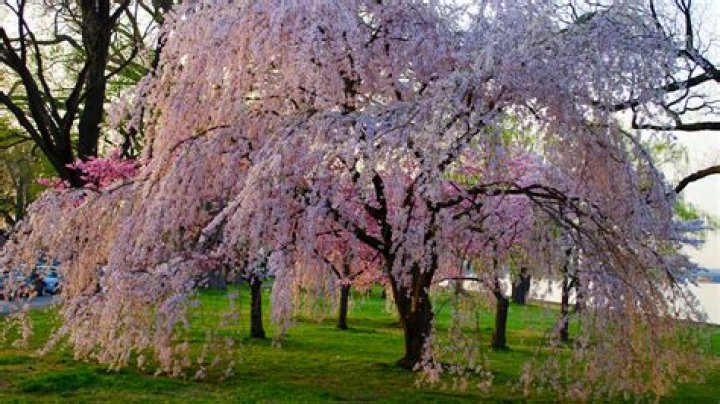 How do you get rid of weeping cherry trees