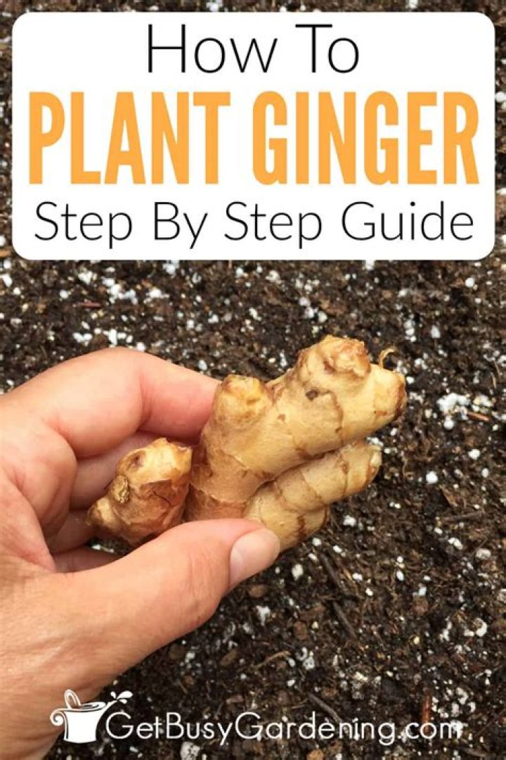 How do you grow a ginger flower