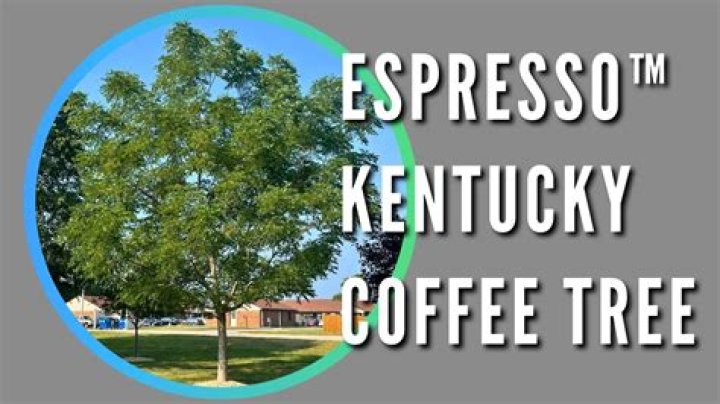 How do you grow a Kentucky coffee tree