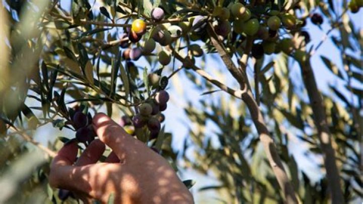 How do you grow an Arbequina olive tree