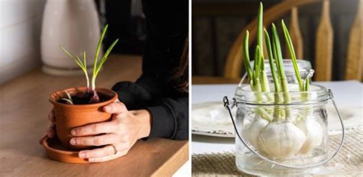 How do you grow an endless supply of garlic indoors