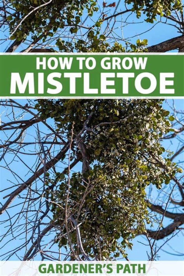 How do you grow mistletoe on a tree