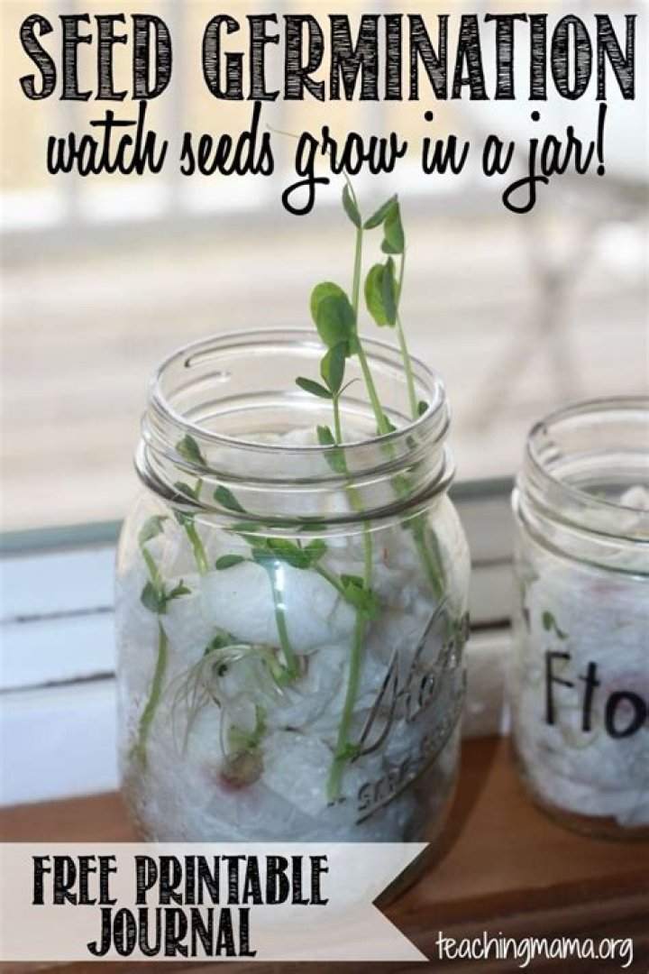 How do you grow seeds in a Mason jar