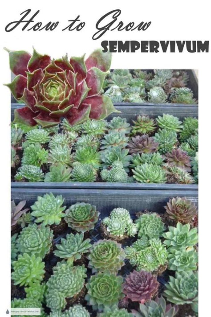 How do you grow sempervivum in containers UK