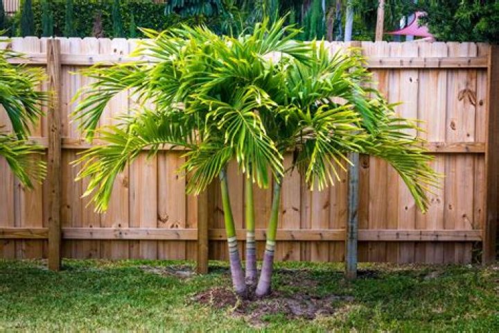 How do you grow small palm trees