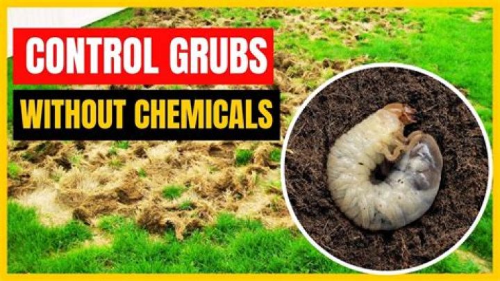 How do you kill grubs organically