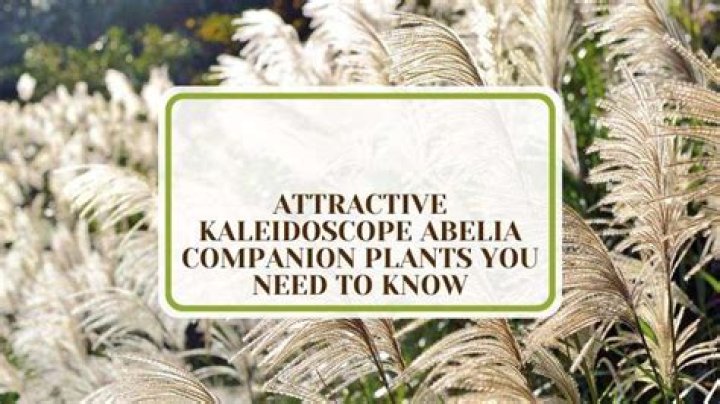 How do you plant Abelia Kaleidoscope