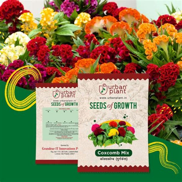 How do you plant coxcomb seeds