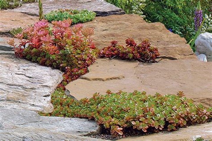 How do you plant creeping red sedum roots