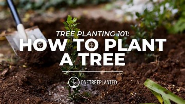 How do you plant mastic trees