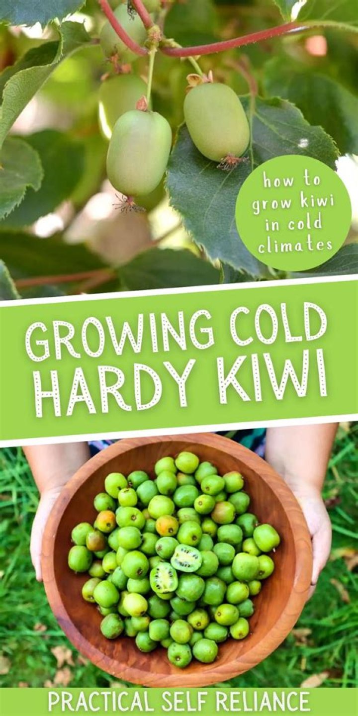 How do you preserve hardy kiwi
