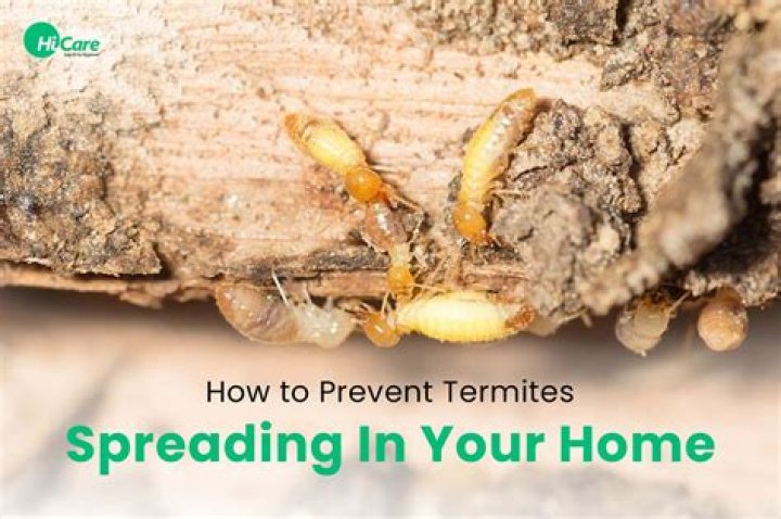 How do you prevent termites in new construction