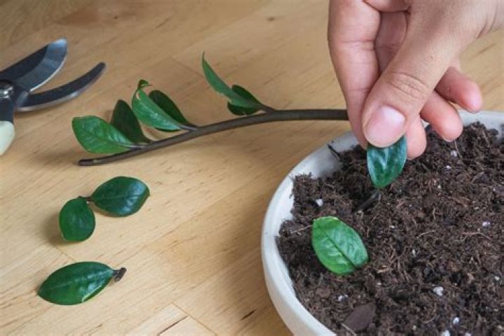How do you propagate rhododendrons from cuttings