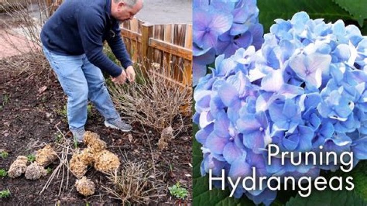 How do you prune a PG hydrangea