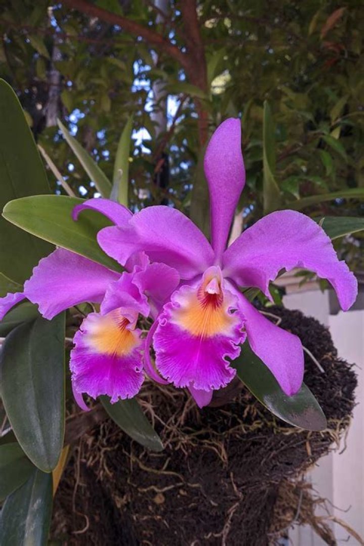 How do you prune cattleya orchids