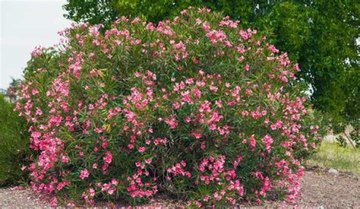 How do you prune oleander bushes