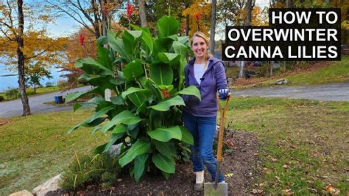 How do you repot canna lilies