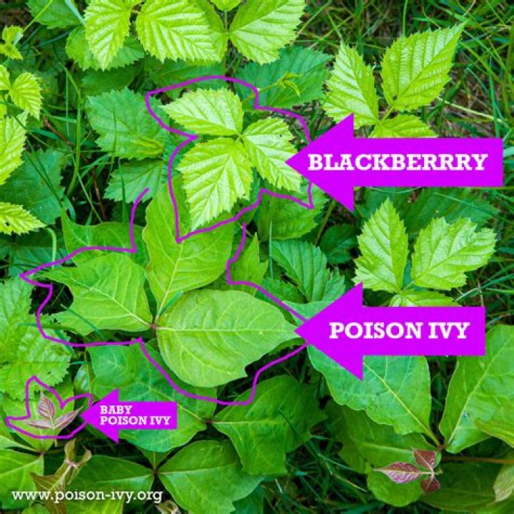 How do you support blackberry vines