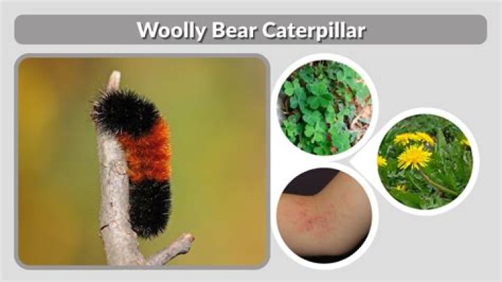 How do you take care of a woolly bear caterpillar