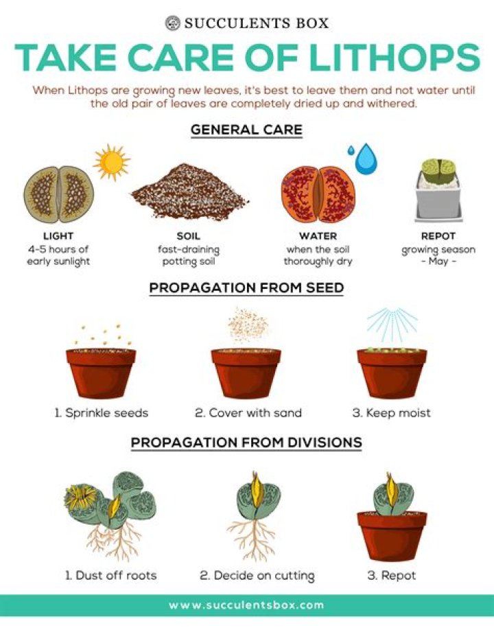 How do you take care of Lithops