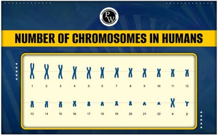 How Do You Think Different People's Chromosomes Would Compare