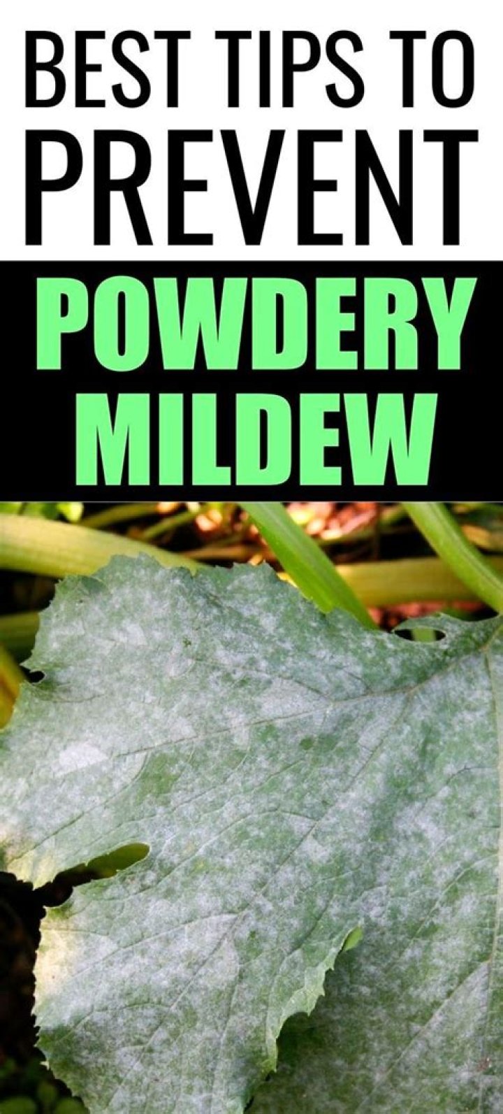 How do you treat powdery mildew on Laurel