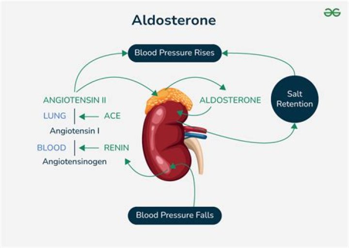 How does aldosterone antagonist work