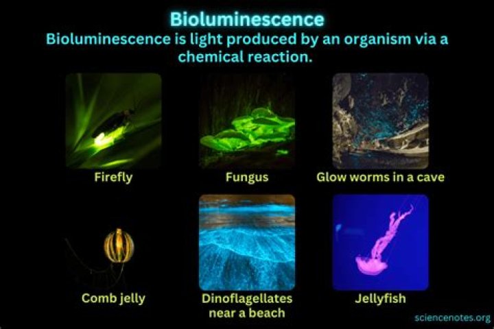 How does bioluminescence create electricity