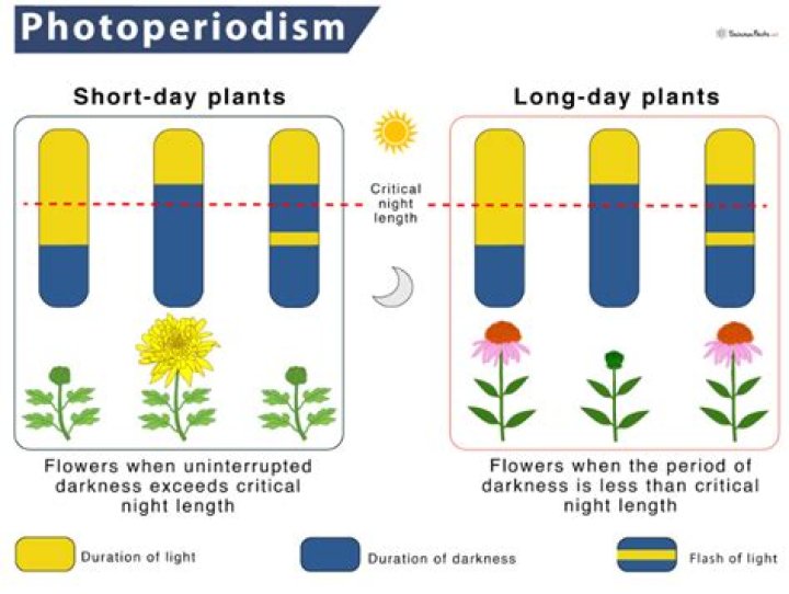 How does phytochrome help in the flowering of plants