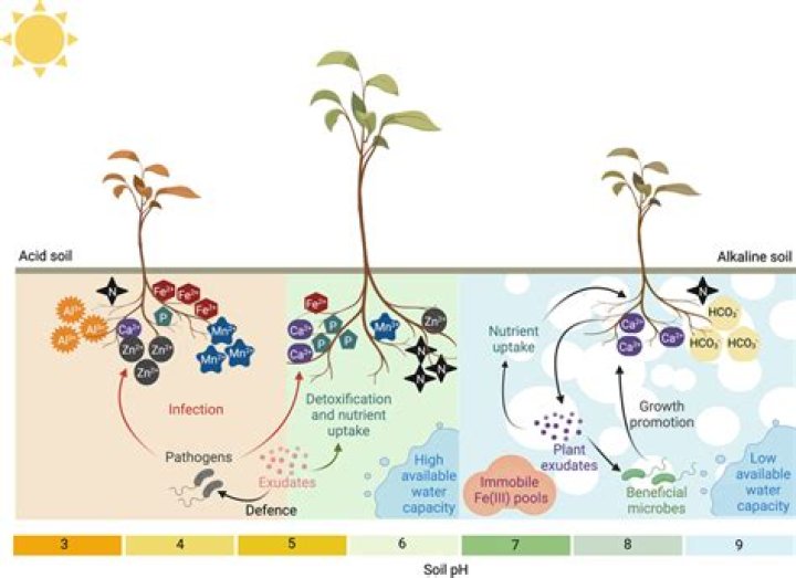 How does soil become acidic