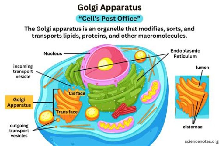 How does the Golgi apparatus work with lysosomes
