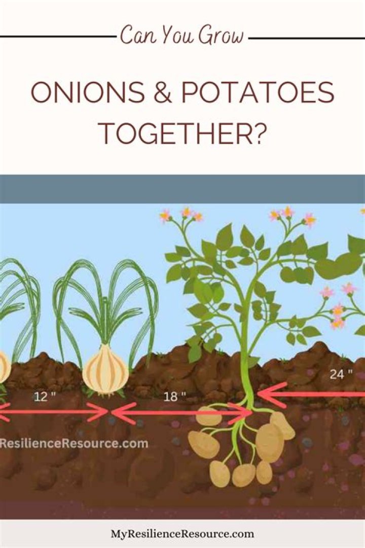 How early can you plant onions