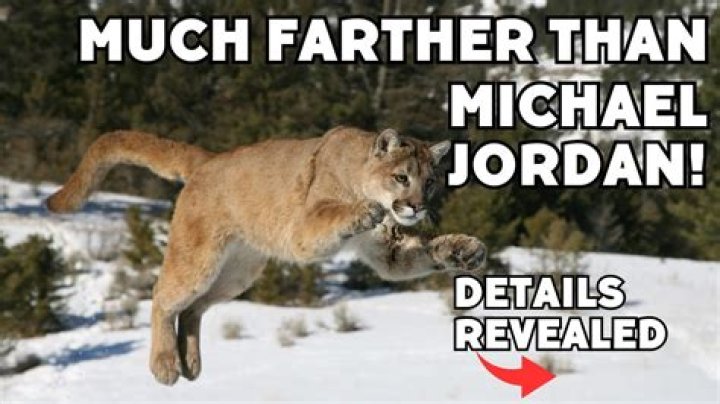 How Far Can A Mountain Lion Travel In A Day