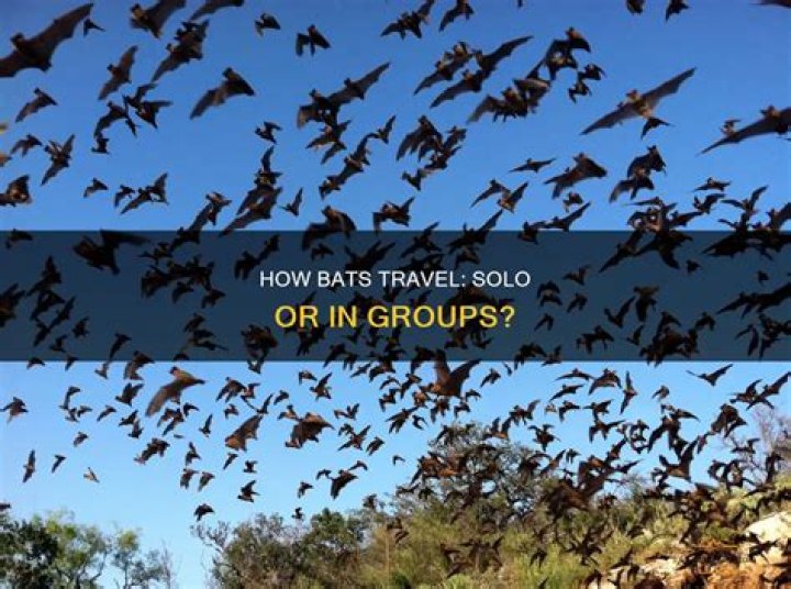 How Far Do Bats Travel From Their Home