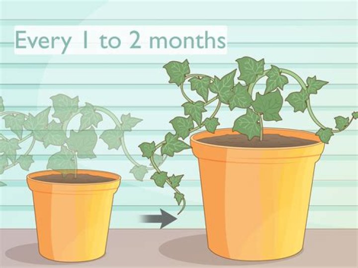 How fast do ivy plants grow