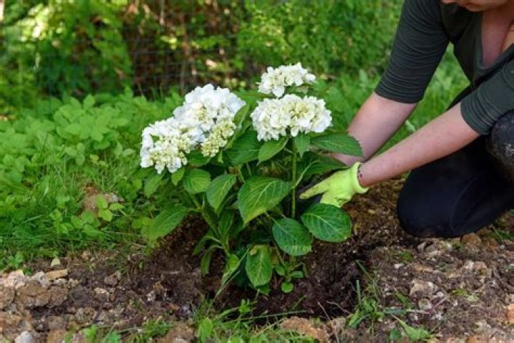 How fast do Phantom hydrangeas grow