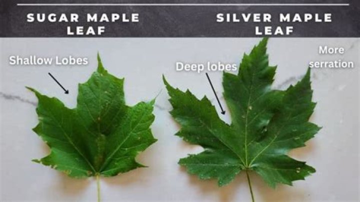 How fast does a silver leaf maple grow