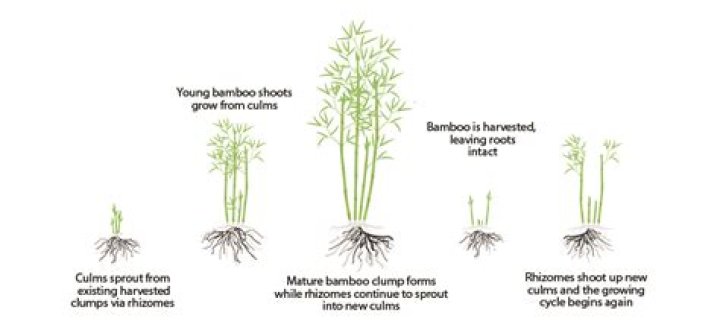 How fast does arrow bamboo grow
