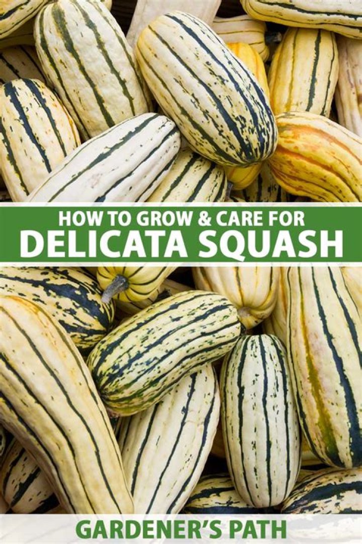 How healthy is Delicata squash