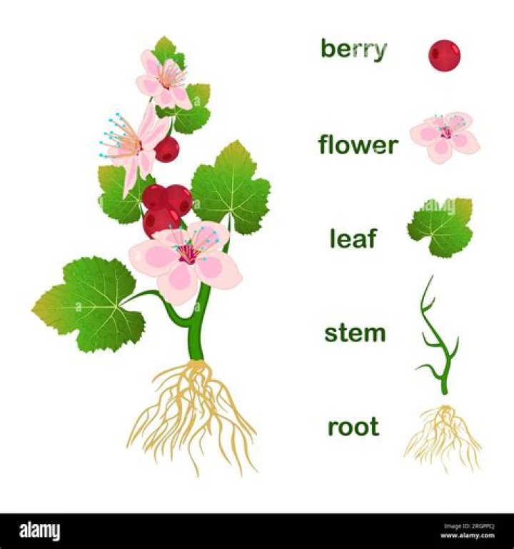 How is a flower different from a fruit