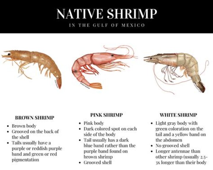 How long do brown shrimp live