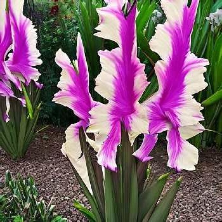 How long do gladiolus flowers last